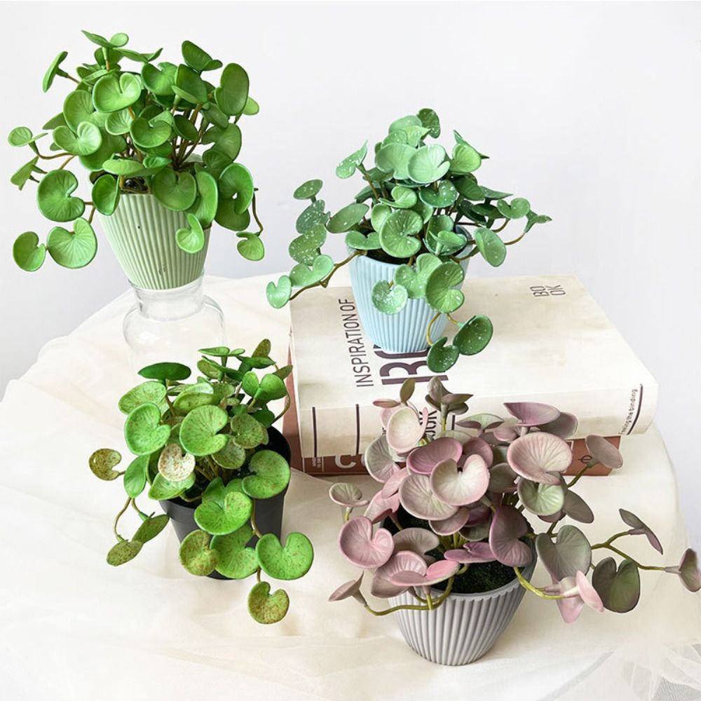 Plantes succulentes oligvertes - Home Office Layout avis et prix