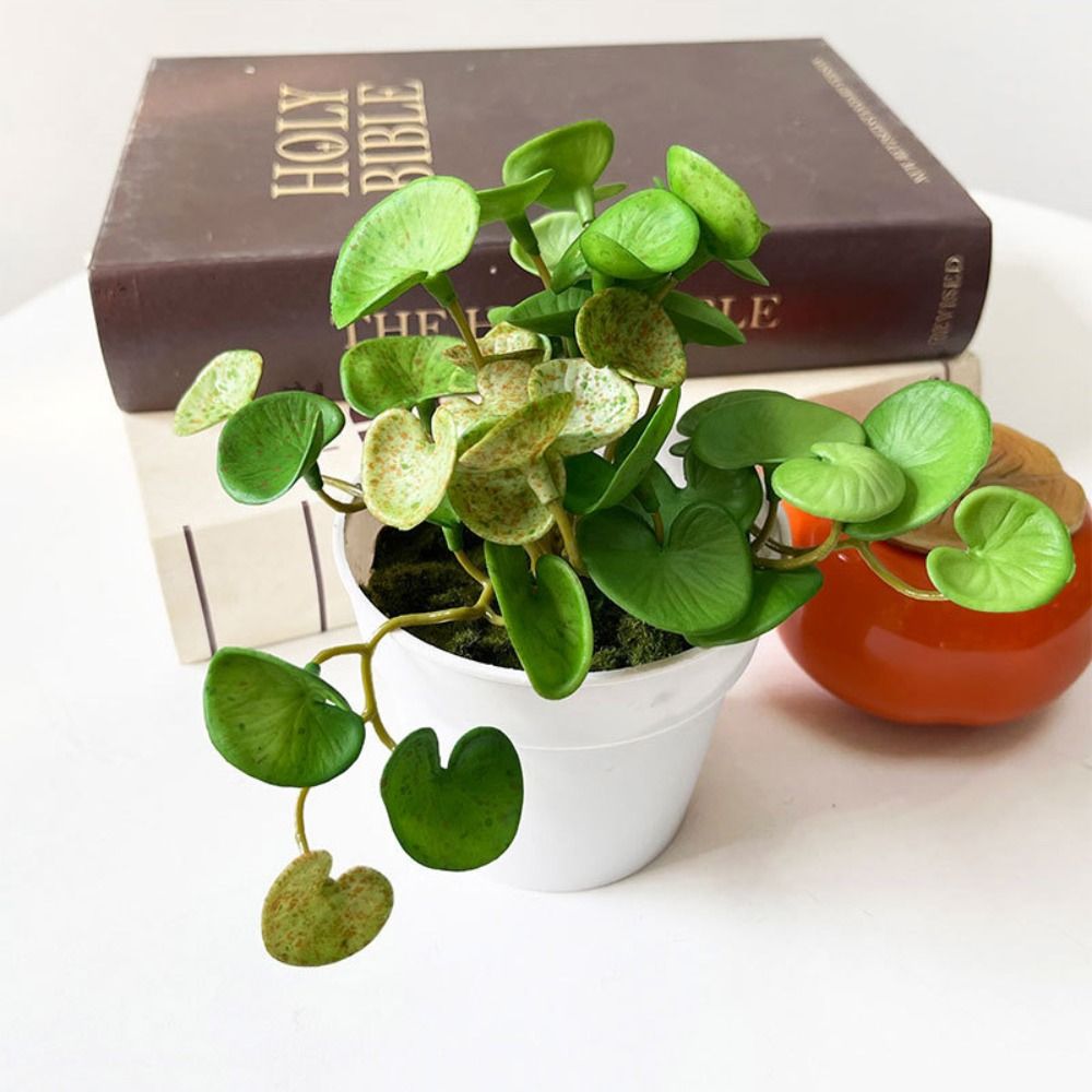 Plantes succulentes oligvertes - Home Office Layout avis et prix