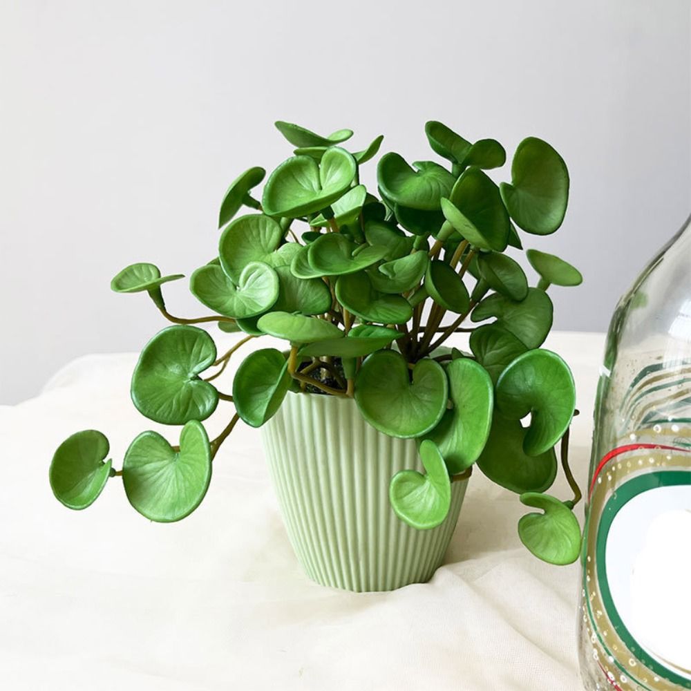 Plantes succulentes oligvertes - Home Office Layout avis et prix